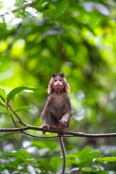 Macaco Mono Sentado Una Rama Con Una Mirada Hacia Arriba —  Fotos de Stock