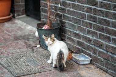 Başıboş bir kedi, bir çöp tenekesinin ve kirli bir kasenin yanında korkusuzca etrafına bakar. Hayvan bakımı ve koruma kavramı.