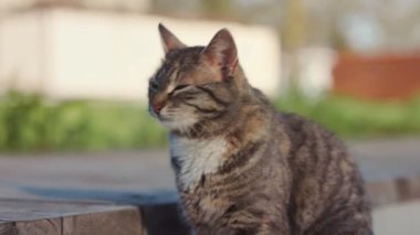 Gönüllü olarak kedilerin burnuna dokunuyor. Evsiz, sevgi dolu bir kedinin. Yakın plan. Dünya Kedi Günü konsepti. Hayvanların korunması ve bakımı.