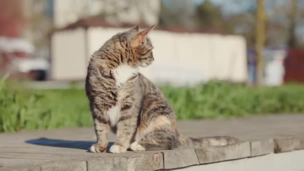 保护宠物 一只流浪的胖胖的猫坐在长椅上呻吟 世界猫日的概念 — 图库视频影像