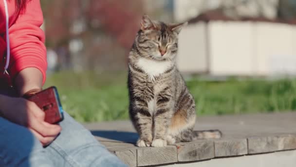 Háziállatok Védelme Gondozása Önkéntes Megérinti Macska Mancsát Egy Hajléktalan Szerető — Stock videók