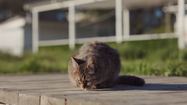 保护和照顾宠物 无家可归的饥饿的胖胖的猫在街上吃东西 无家可归动物的庇护所 — 图库视频影像