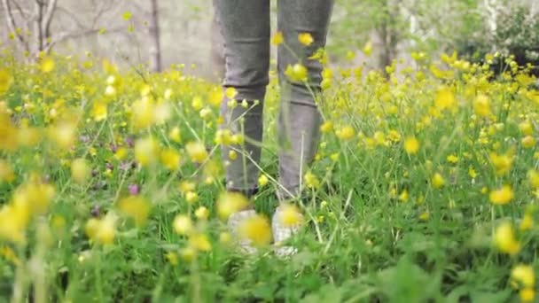 Женщина Ходит Полю Цветущими Жёлтыми Лютиками Ноги Кроссовки Крупным Планом — стоковое видео