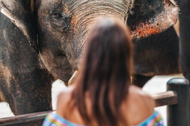 Görüntü alan kadın, dikiz aynası. Arka planda bir fil var. Kapat..
