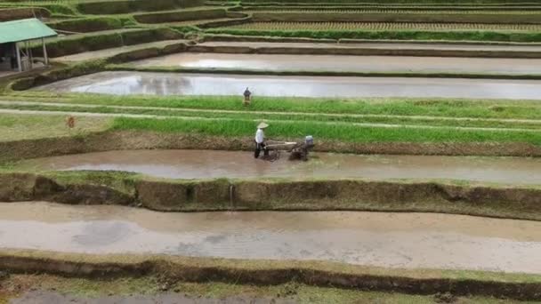 Aerial View Rice Fields Man Working Them Cultivator Zoom Out — Stock Video
