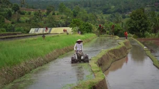 2019 Bali Indonesia Вид Рисовых Полей Которых Работает Человек Культиватором — стоковое видео