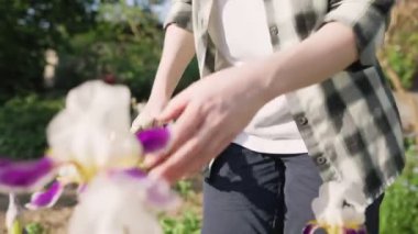 İris çalılarının üzerindeki kurumuş çiçekleri bir secateur ile buduyor. Güneş ışığı. Elleri ve çiçekleri kapatın. Uzaklaş. Bahçıvanlık kavramı.