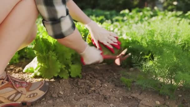 Letni Ogródek Kobieta Siedząca Obok Sałaty Chwastów Zamknij Powiększ Rolnictwo — Wideo stockowe