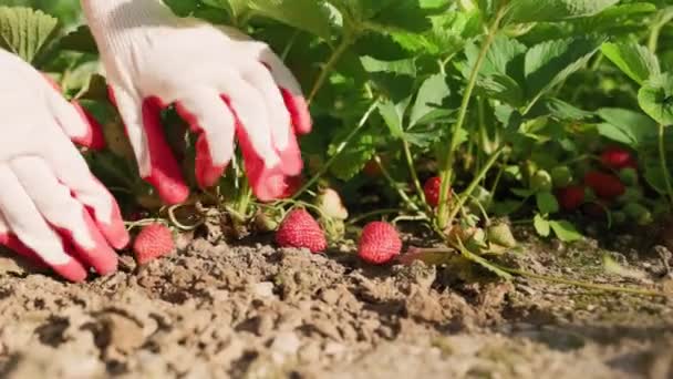 Handschoenhanden Likken Rijpe Bessen Bij Aardbeienstruik Sluit Maar Biologische Landbouw — Stockvideo