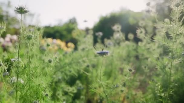 Hora Verão Movimento Através Dos Arbustos Flores Azuis Nigella Sativa — Vídeo de Stock