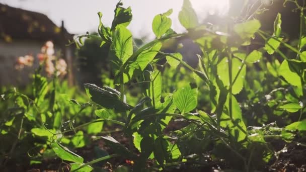 エコガーデニング 庭で新鮮な湿った緑のエンドウ豆 クローズアップ 緑の葉を通して日光が壊れます ズームイン — ストック動画