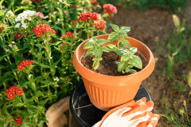 Mikro köy ve eldivenli kahverengi bir saksı fidan. Üst manzara, yakın plan. Ekme ve bahçıvanlık kavramı.