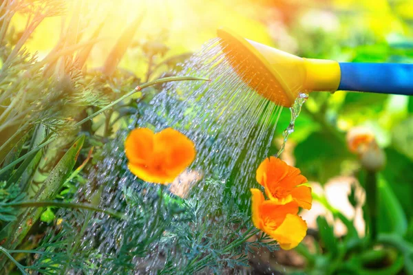Zavlažování Květin Květinovém Záhonu Zavlažovací Plechovky Koncept Zahradničení Péče Rostliny — Stock fotografie