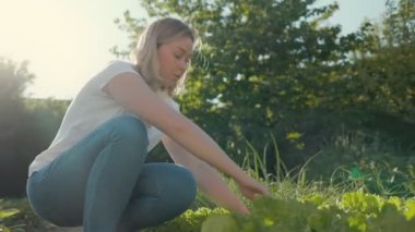  Caucasian woman harvests lettuce from the garden. Sunset light. Slow motion. Gardening season concept.