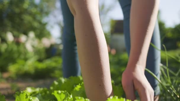 Woman Picking Lettuce Garden Close Hands Slow Motion Gardening Concept — Stock Video