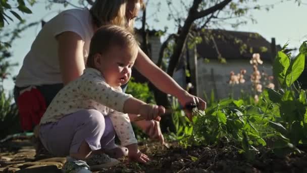 かわいい赤ちゃんの女の子は子供のシャベルでベッドを雑草にします 近くの母親は子供が庭の世話をするのを助ける 閉めろ 家庭菜園の概念 — ストック動画