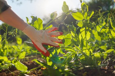 Bir işçinin eldivenli eli yeşil bezelye filizlerini gösterir. El ve bitki yataklarına yakın çekim. Bahçe konsepti.