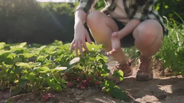 Giardinaggio Estivo Donna Viene Letto Mostra Cespuglio Fragole Mature Concetto — Video Stock