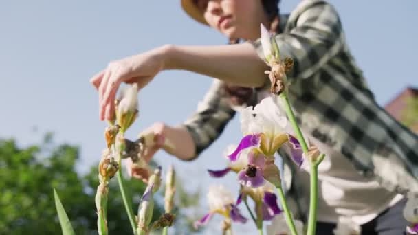 Mujer Poda Las Flores Secas Los Arbustos Del Iris Con — Vídeo de stock