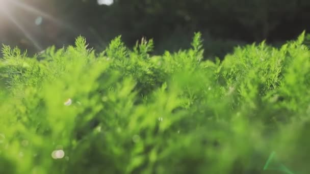 Ogrodnictwo Mokry Koper Kropelkami Wody Bliska Światło Słoneczne Przez Liście — Wideo stockowe