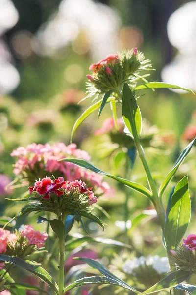 Fleurs Luxuriantes Oeillets Turcs Roses Gros Plan Les Rayons Soleil — Photo