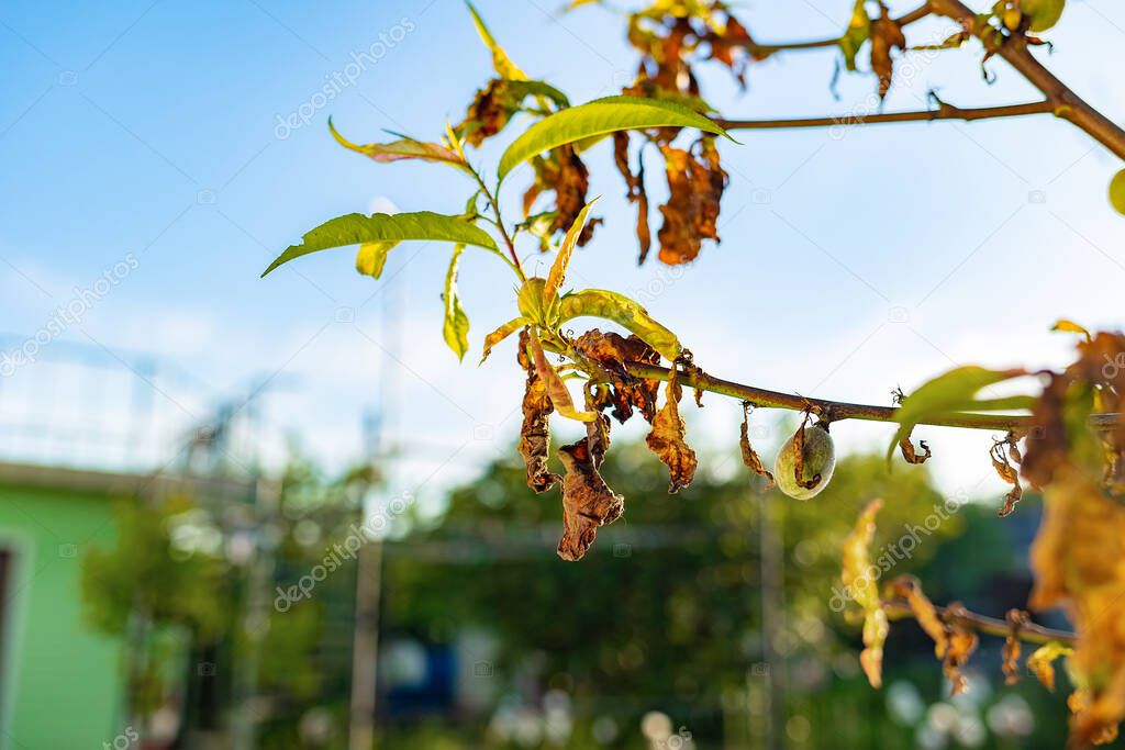 A dead branch and withered leaves on a fruit tree, close-up. Outdoor. The concept of garden pests and droughts.