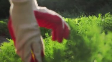 Eldivenli eller bahçedeki dereotu çalılarını inceler. Yakın plan. Güneş ışığı. Organik tarım kavramı.