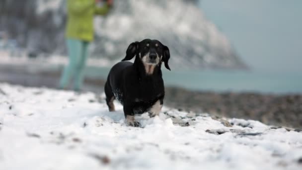 黒い大人のダックスフントが雪に覆われた小石のビーチを歩いています 犬の銃口のクローズアップ スローモーション ペットと歩く — ストック動画