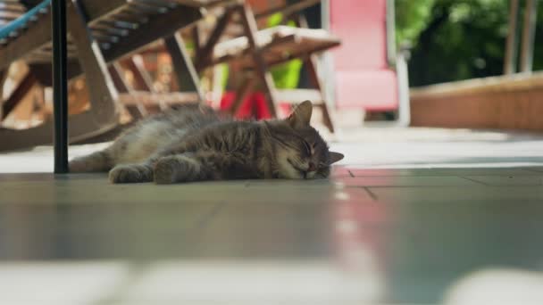 Állatmenhely Egy Házi Bolyhos Lusta Macska Alszik Földön Reszket Élesen — Stock videók