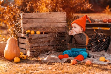 Cadılar Bayramı. Cüce kostümlü şirin bir çocuk çimlerin üzerinde, etrafı tarımsal dekorlarla çevrili siyah bir kediyle oturuyor ve elma yiyor..