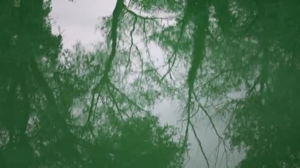 Superficie Dell Acqua Fiume Verde Con Riflesso Albero Concetto Psicologia — Video Stock