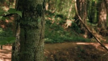 Kros koşusu. Ön planda ağaç gövdesi var. Spor kıyafetleri içindeki odaksız kadın ormanda koşuyor. Gerçek zamanlı. Kardiyo eğitimi kavramı.