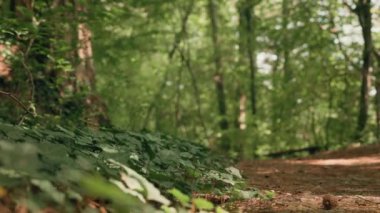 Ön planda yeşil yapraklar. Gerçek zamanlı. Spor kıyafetleri içindeki odaksız kadın ormanda koşuyor. Arkadan bak. Düşük açı. Kros koşusu.