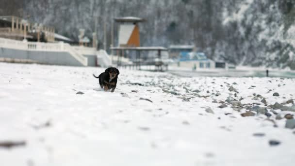 Ένας Μαύρος Ενήλικος Dachshund Περπατά Μια Χιονισμένη Παραλία Βότσαλα Αργή — Αρχείο Βίντεο