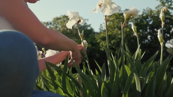 Tuinieren Vrouw Snijdt Bloemen Iris Struiken Met Een Secateur Langzame — Stockvideo