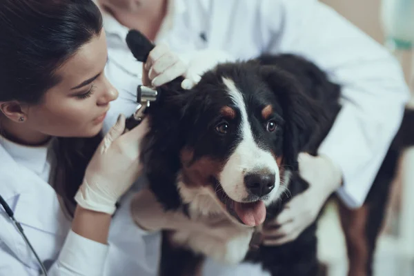 Woman examines dog ear in veterinary clinic.
