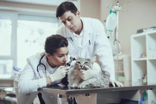 Woman examining cat ear in clinic.