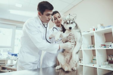 Veterinerler klinikteki köpeği muayene ediyor.. 