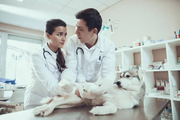 Ветеринари поклали пов'язку на болючу собачу лапу . — стокове фото
