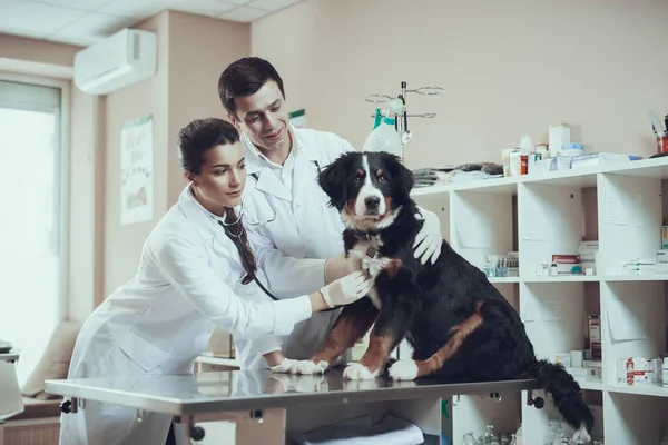 Vrouw die een hond onderzoekt in een kliniek die op tafel zit — Stockfoto