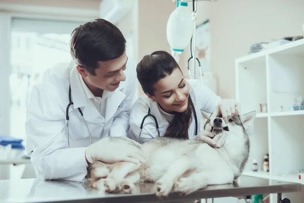 Jeune vétérinaire vérifie les dents de chien. — Photo