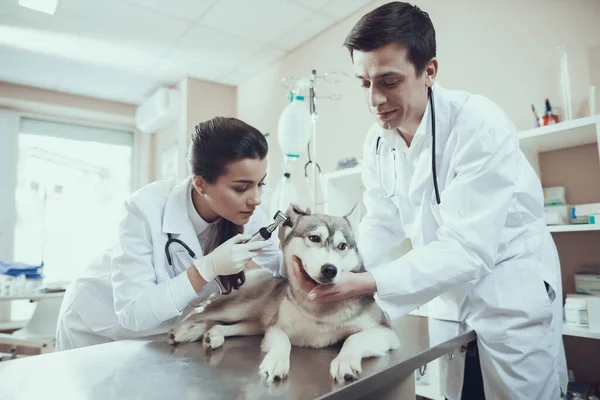 Veterinários examinar as orelhas de um cão que se encontra. — Fotografia de Stock