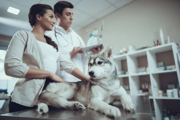 Jovem com Husky siberiano na recepção com veterinário. — Fotografia de Stock