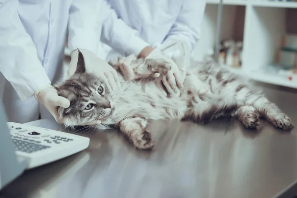 Хвора кішка лежить на столі у ветеринарній клініці . — стокове фото