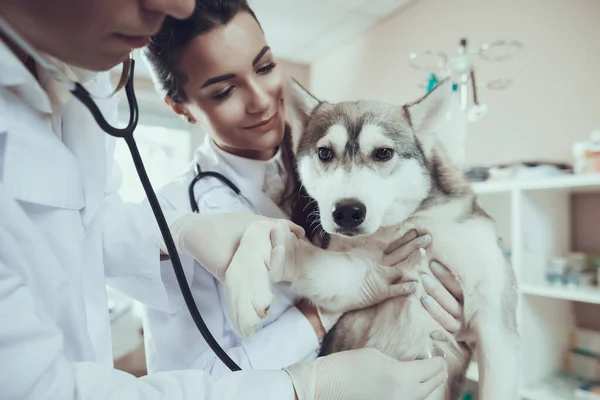 Chien en clinique vétérinaire avec deux médecins. — Photo