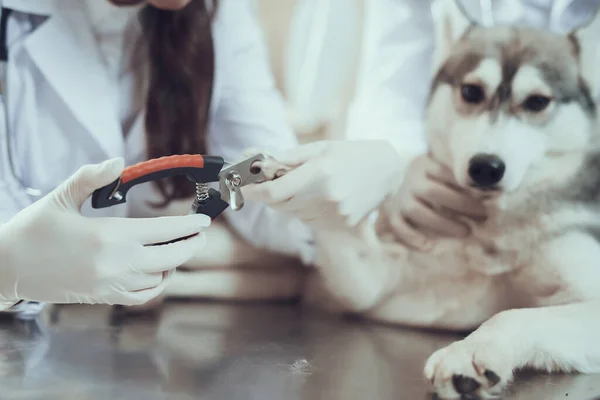 Vrouw dierenarts snijden klauwen van een hond. — Stockfoto