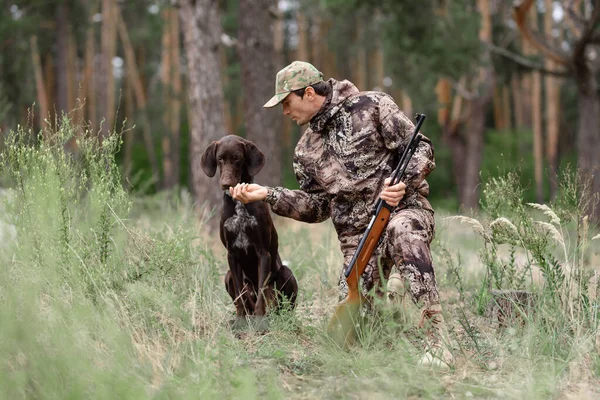 Puntero que huele a caza de aves silvestres de animales. — Foto de Stock