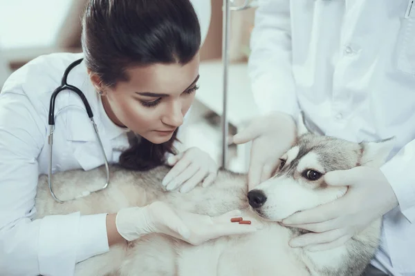 Veterinário dando pílulas para cão na clínica. — Fotografia de Stock