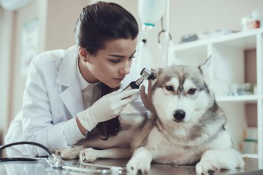 Kadın klinikteki masada yatan köpeği muayene ediyor..