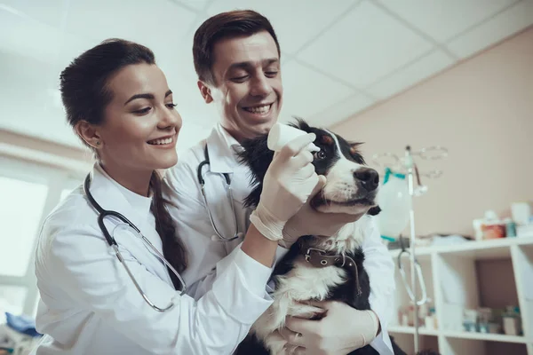 Um veterinário em um casaco branco goteja os olhos para cão. — Fotografia de Stock